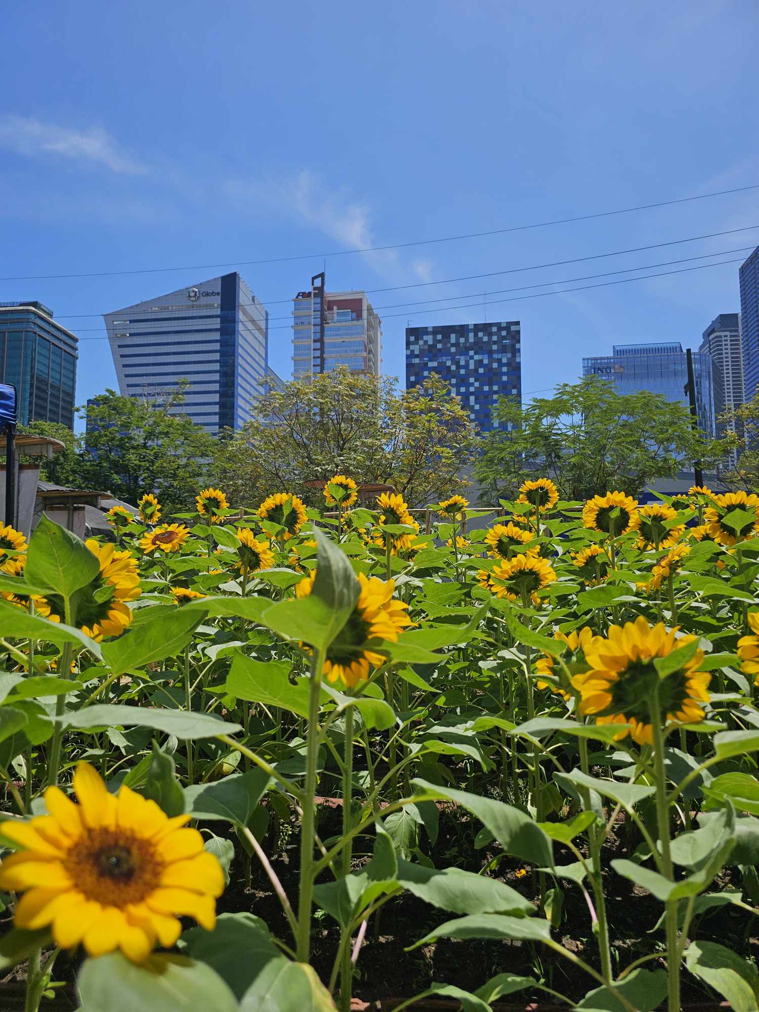 Sunflowers at the BGC Community Farm.jpg