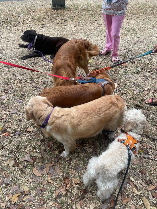 WHO LET THE DOGS OUT These dogs, meeting in the park, love Sundays too.jpg