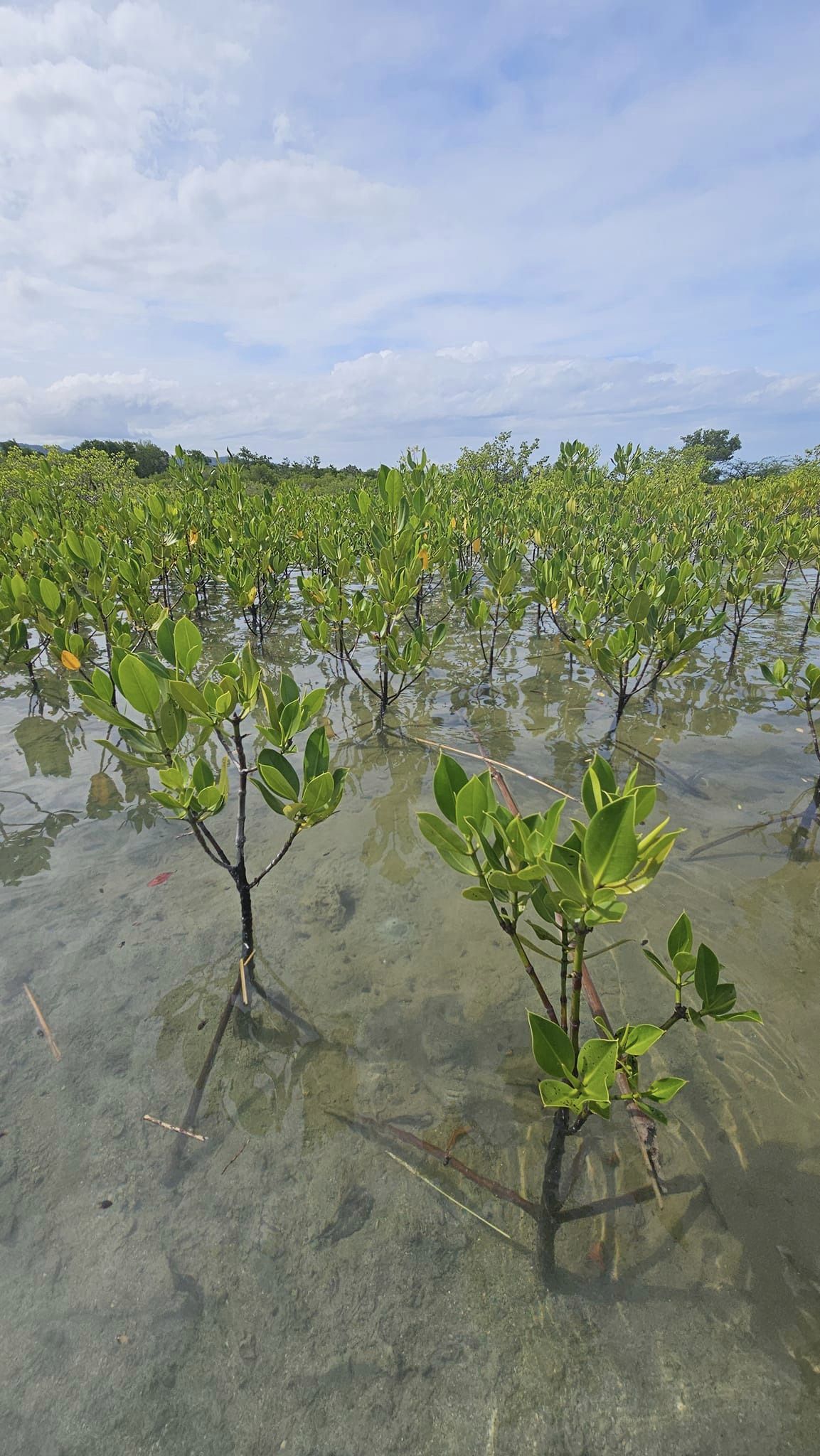 YOUNG MANGROVES.jpeg