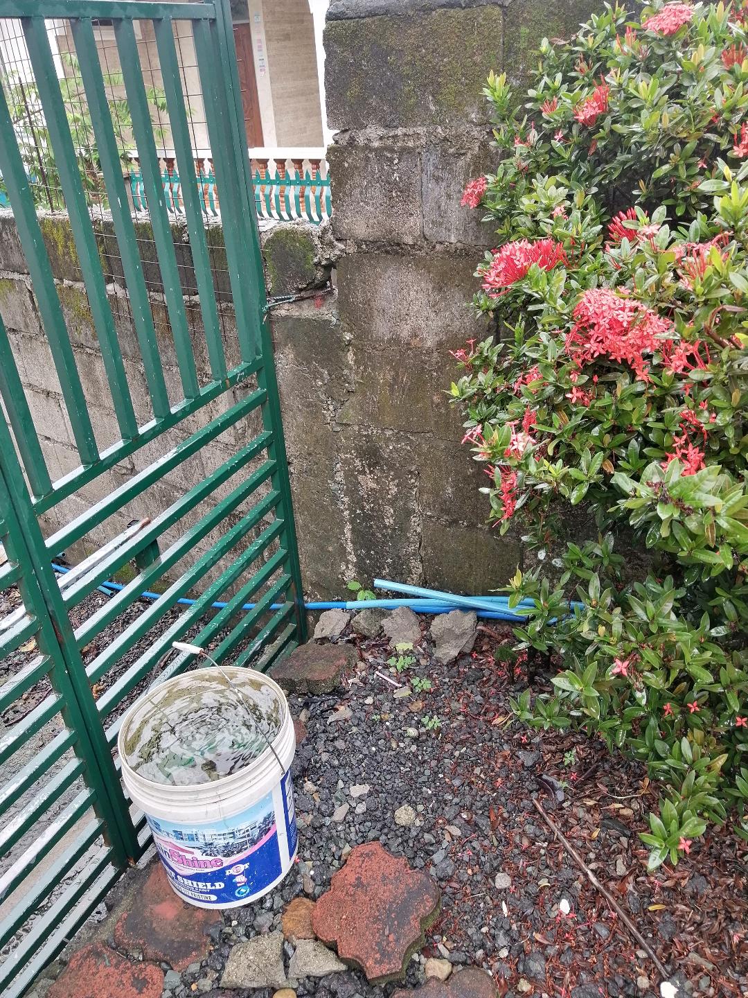 bucket filled with rainwater.jpg