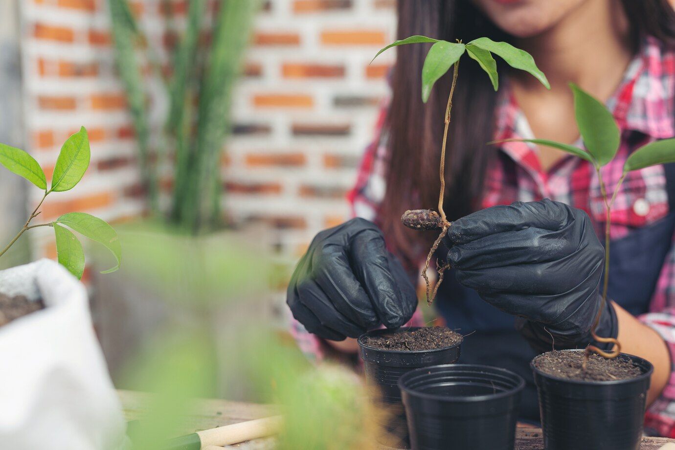 closeup-picture-gardener-s-hands-planting-plant_1150-26636.jpg
