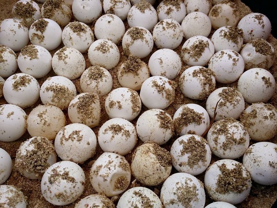 jpeg-optimizer_4 Cleanergy Park - Hawksbill Turtle eggs.JPG