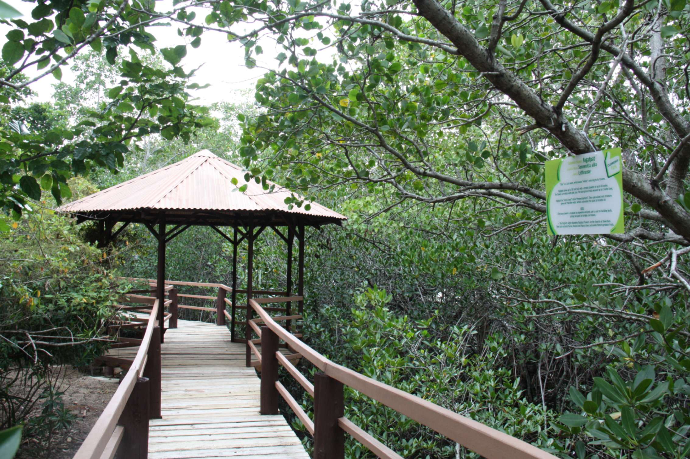 jpeg-optimizer_6 Cleanergy Park - Mangrove Boardwalk.JPG