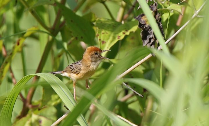 jpeg-optimizer_Golden-headed Cisticola by Peter Simpson.jpg