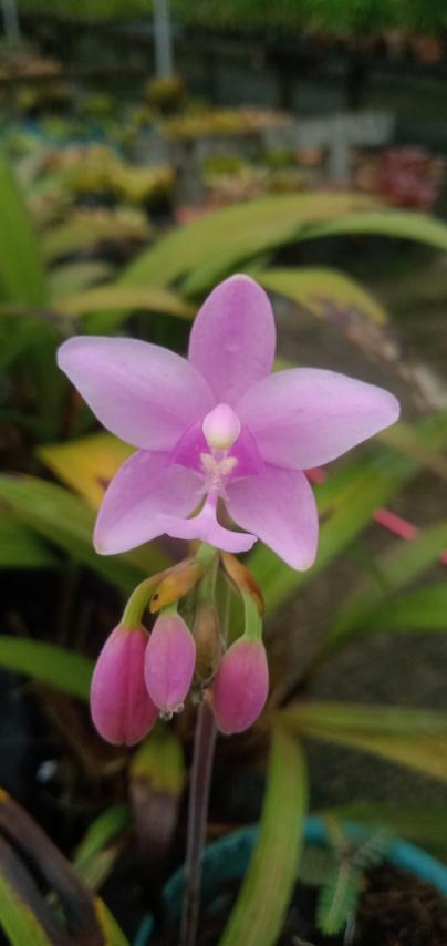 5 Spathoglottis tomentosa.jpg