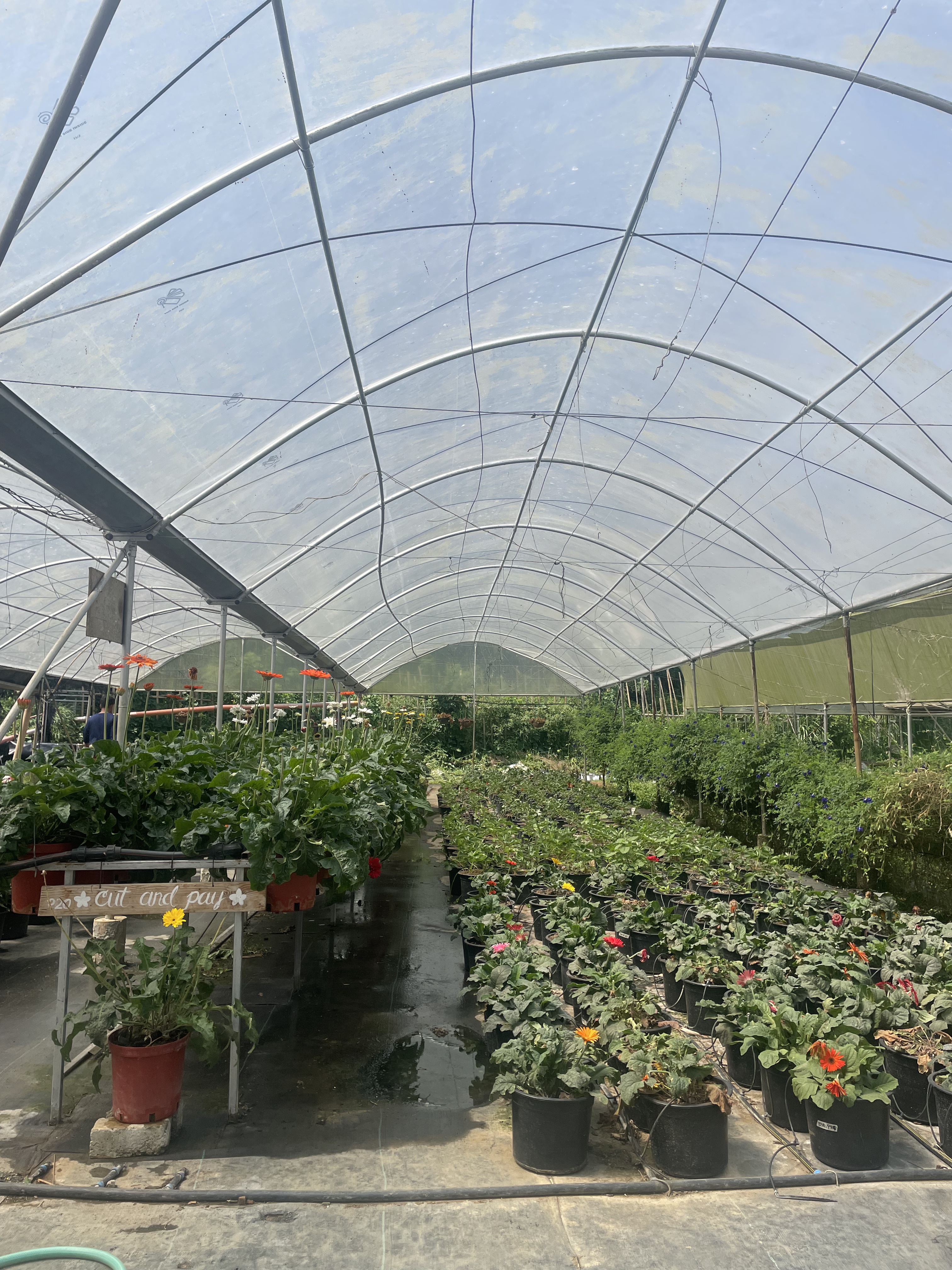 BukidAmara_flowergreenhouse.jpg