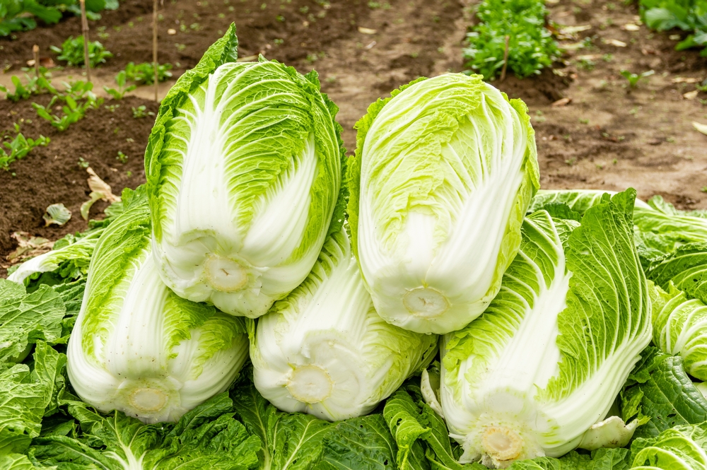 Chinese Cabbage.jpg
