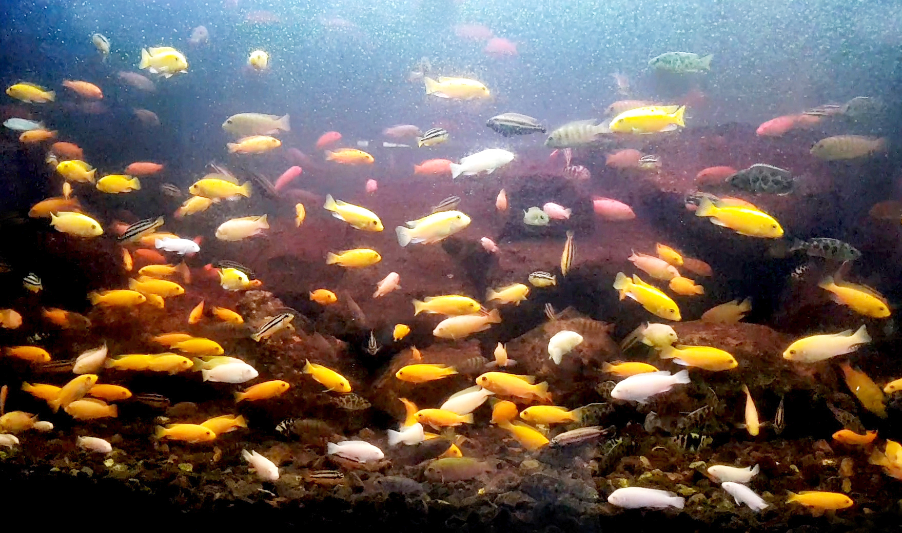 Cichlids Philippines.jpg