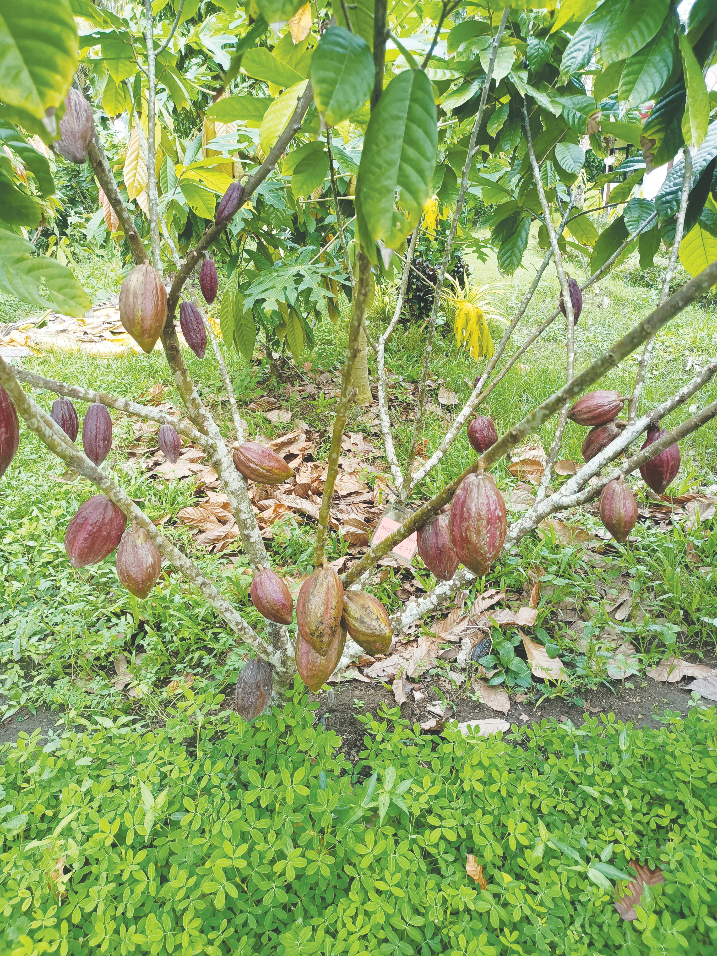 Cocoa Pods.jpg