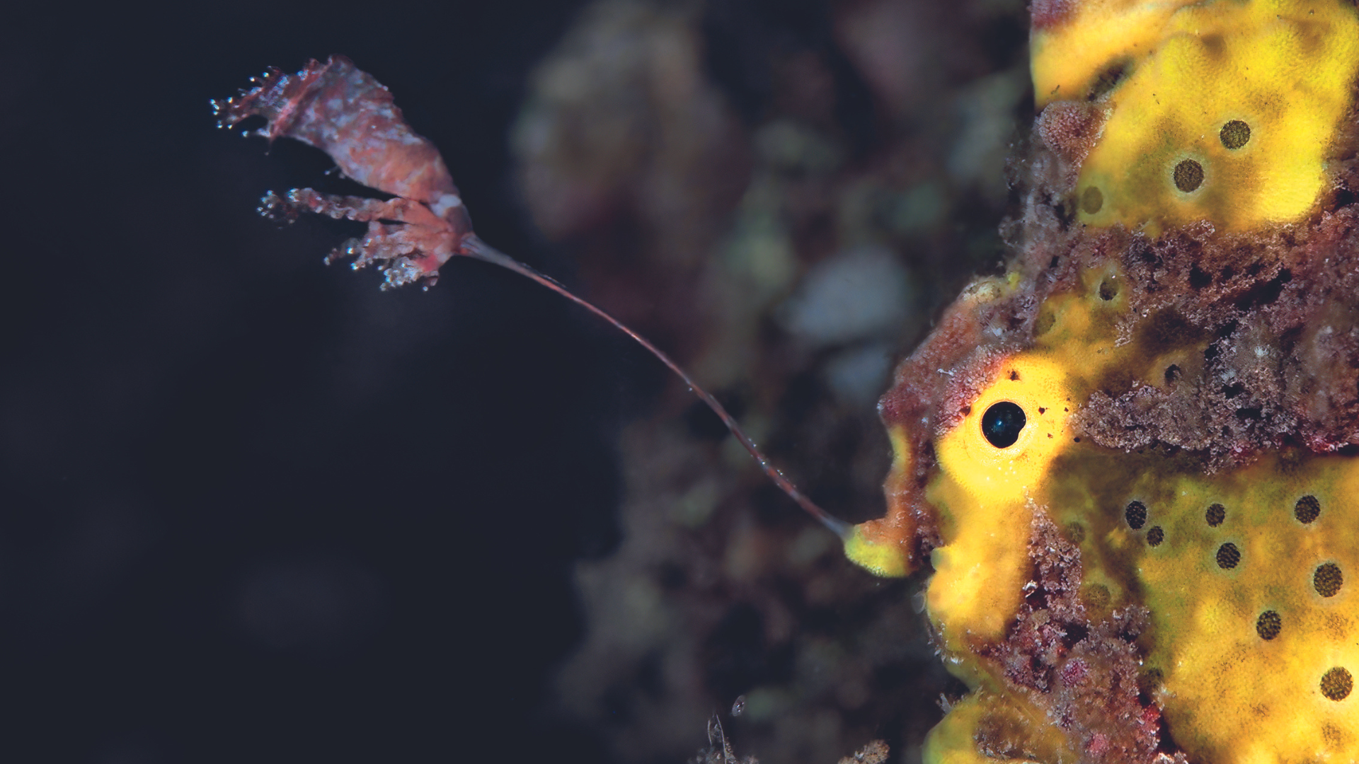 Frogfish 2.png