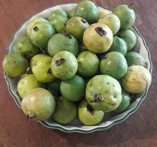 GUAVA.jpg