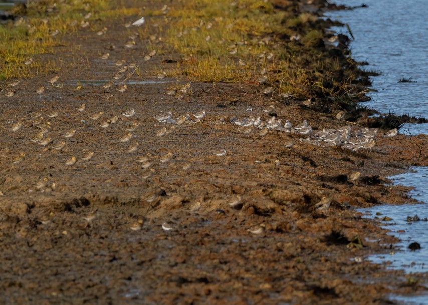 Great Knot Pacific Golden Plover.jpg