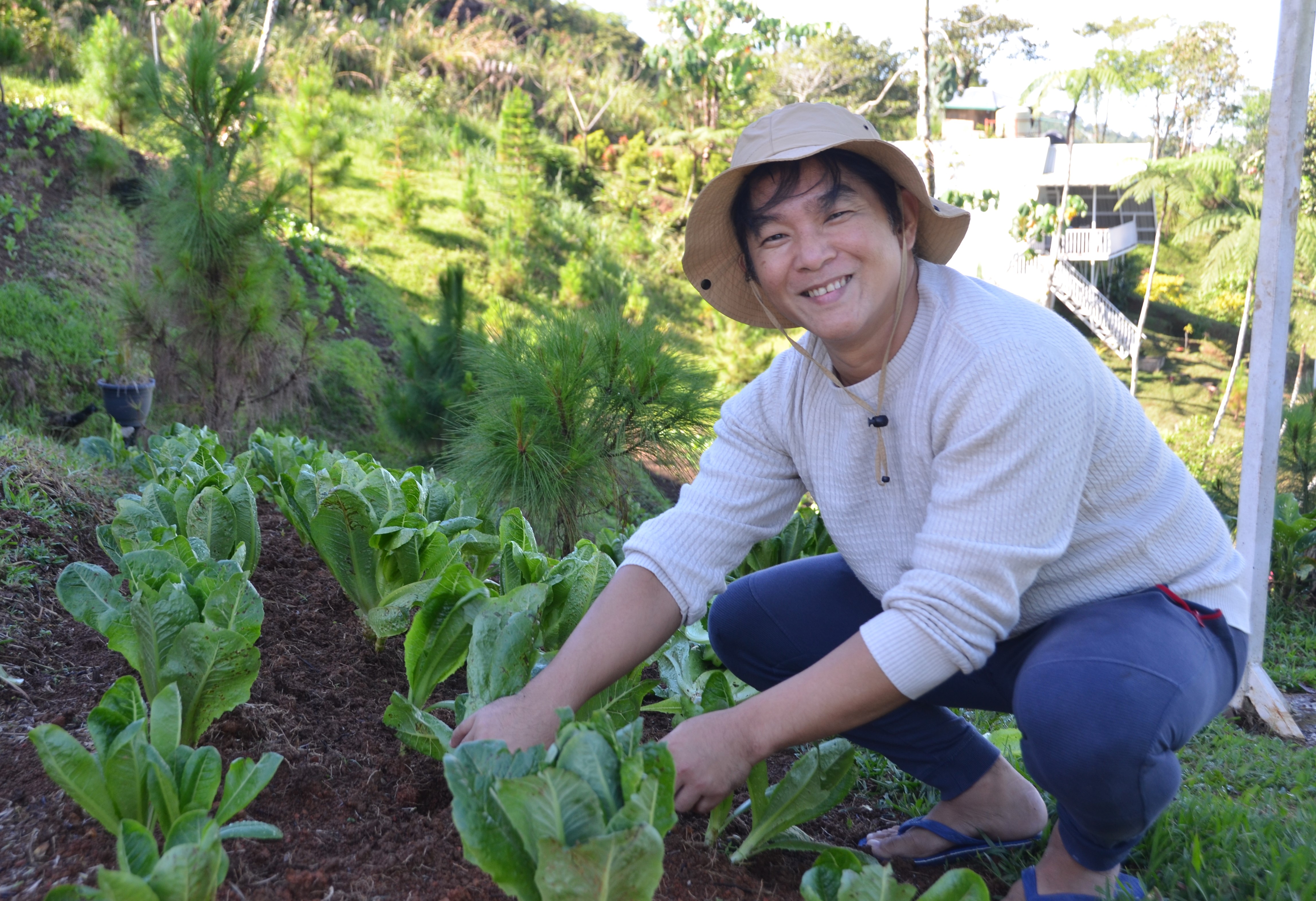 Harvesting lettuce.JPG