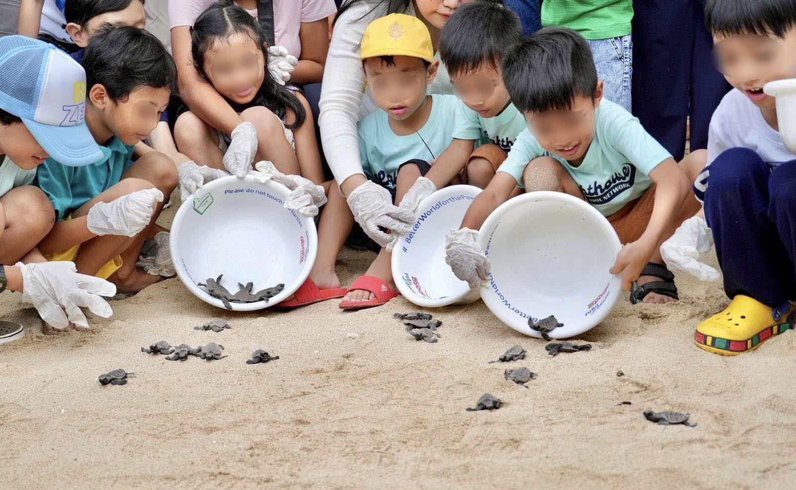 Hawksbill Turtles_release.jpg