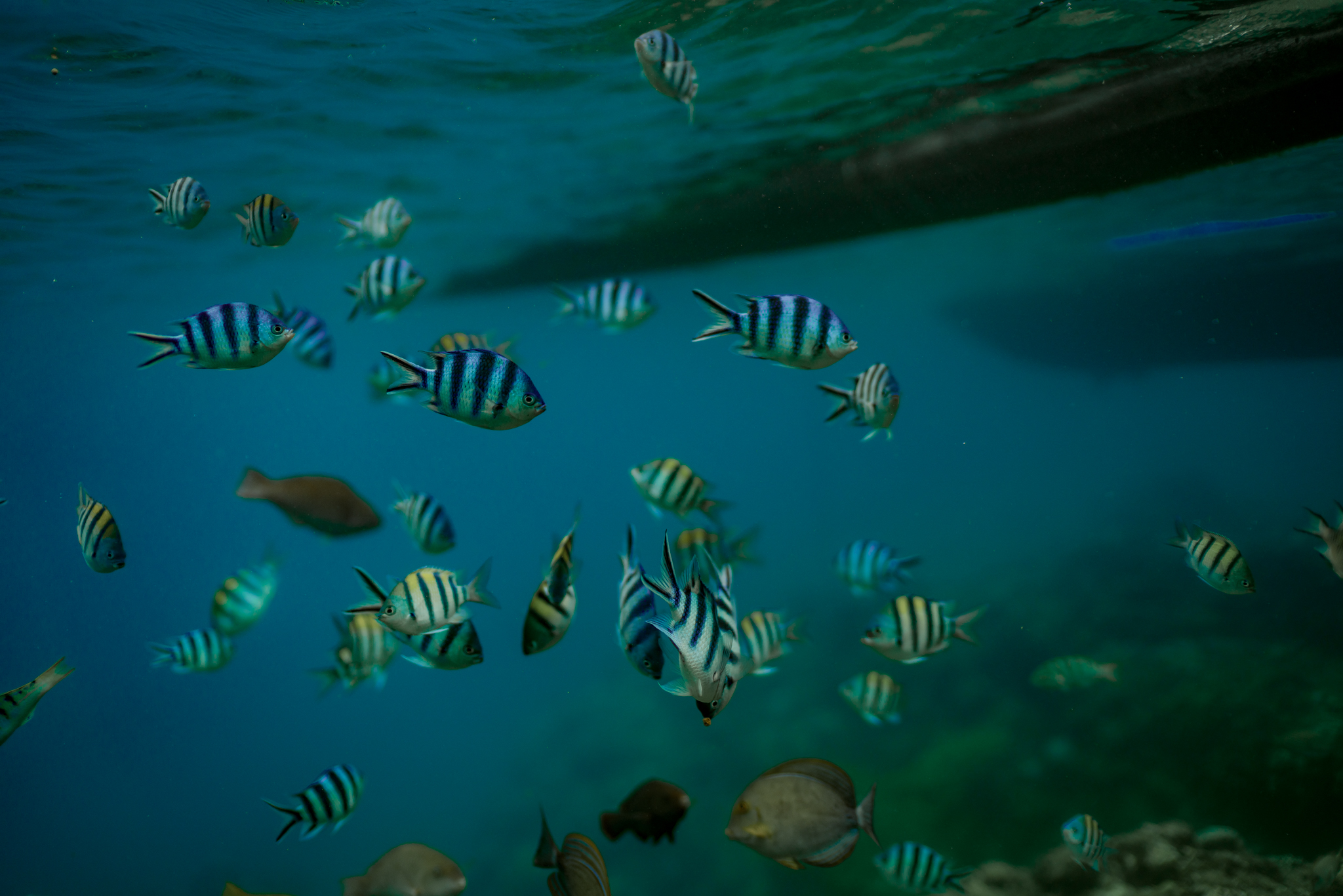 Manami_Snorkeling at Campomanes Bay (1).jpg