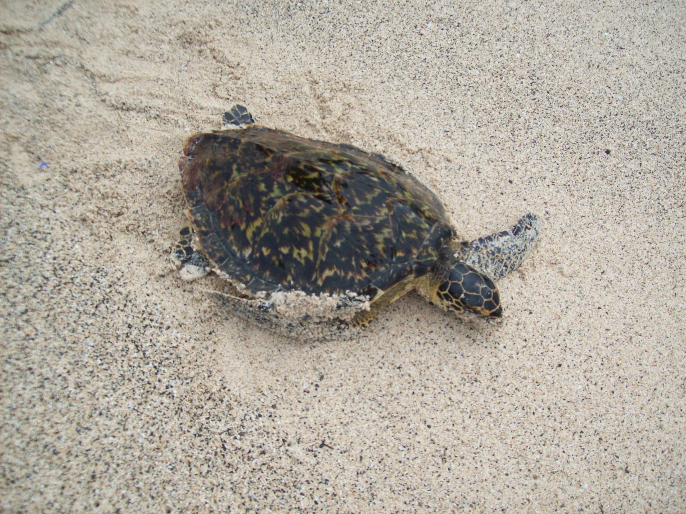 Marine turtle released.jpg