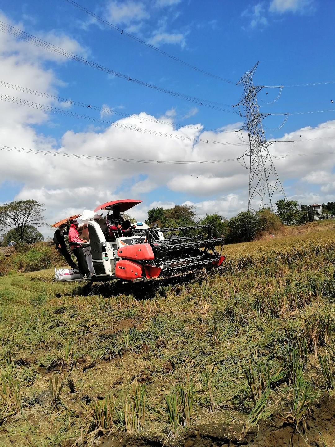 Palay harvested using Kubota Harvester.jpg