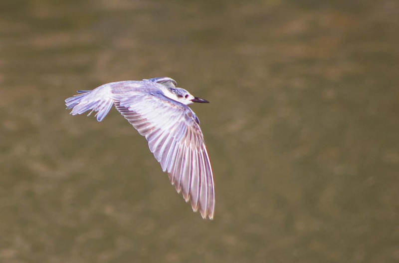 Taguig_Jan252024D .jpg