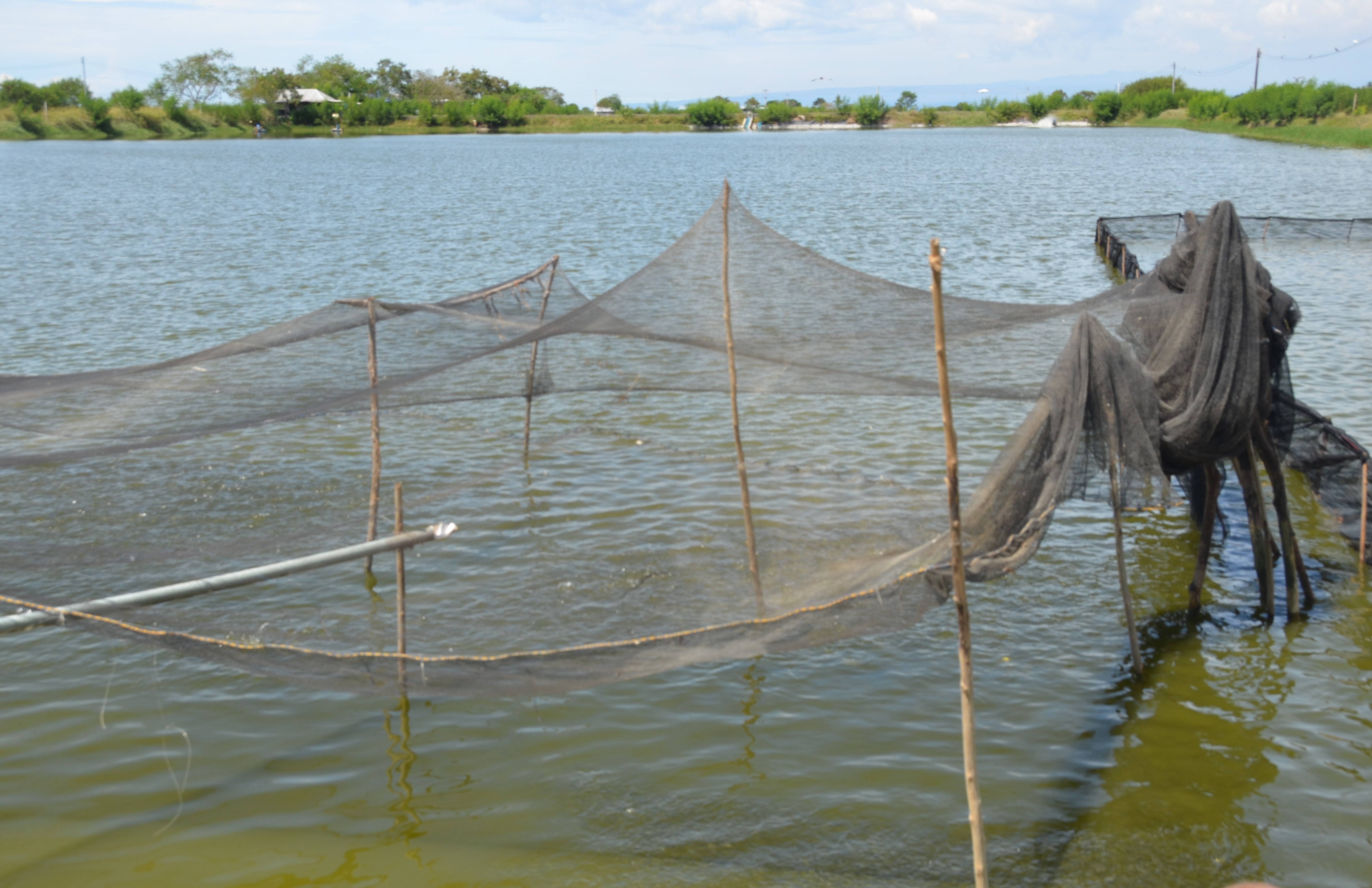 Tilapia ponds.JPG