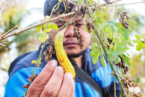 WITHERED AMPALAYA.jpg