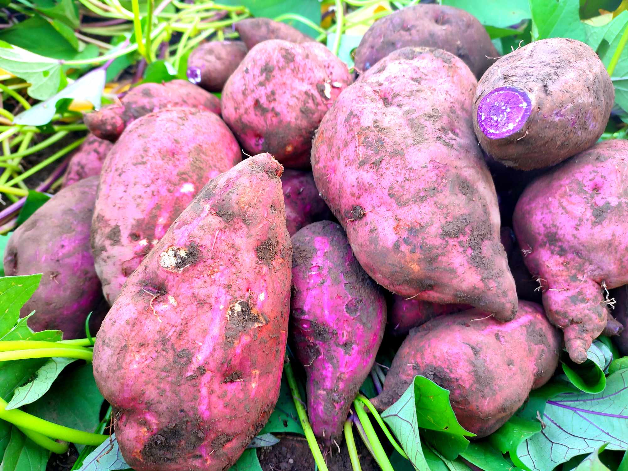 Wakay (sweet potato).jpg