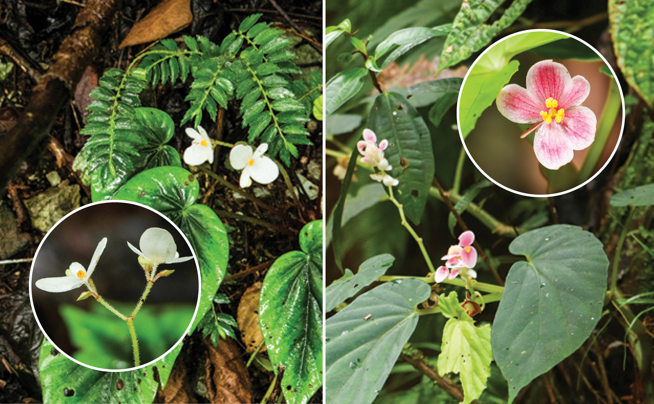 begonias.jpg