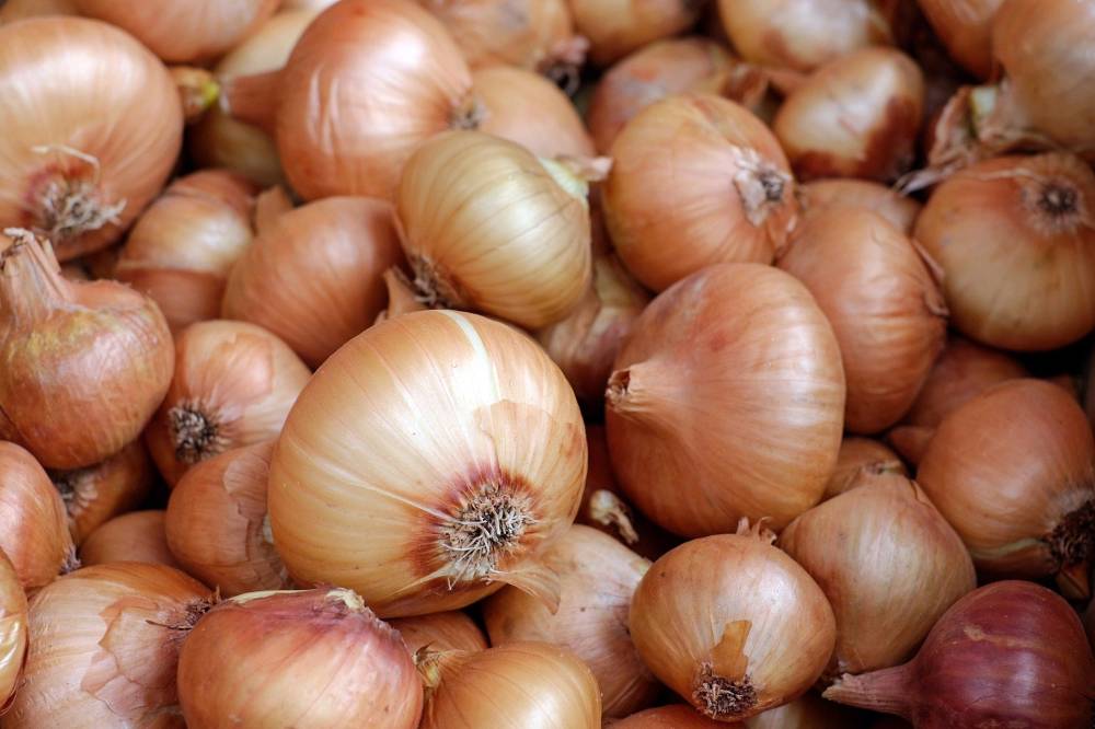 DA vows to strengthen PH onion industry