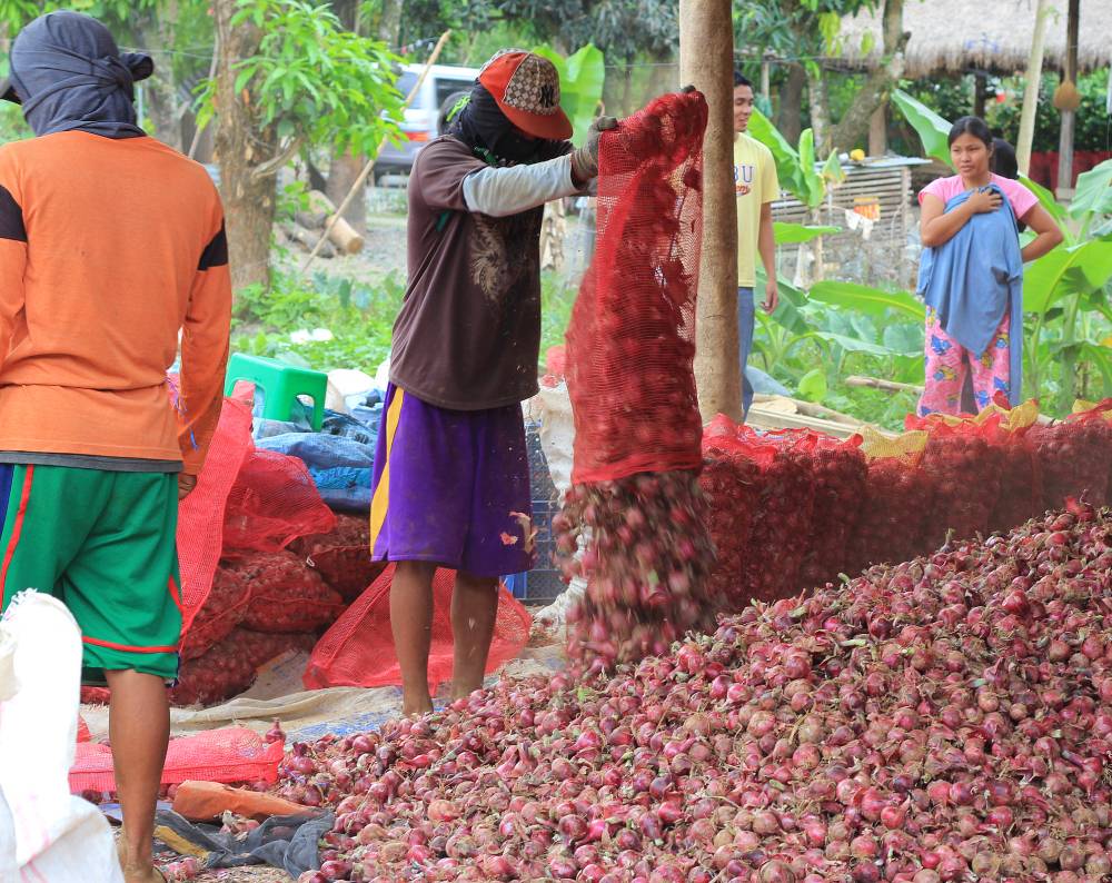 DA allots over P94M to ramp up PH onion production