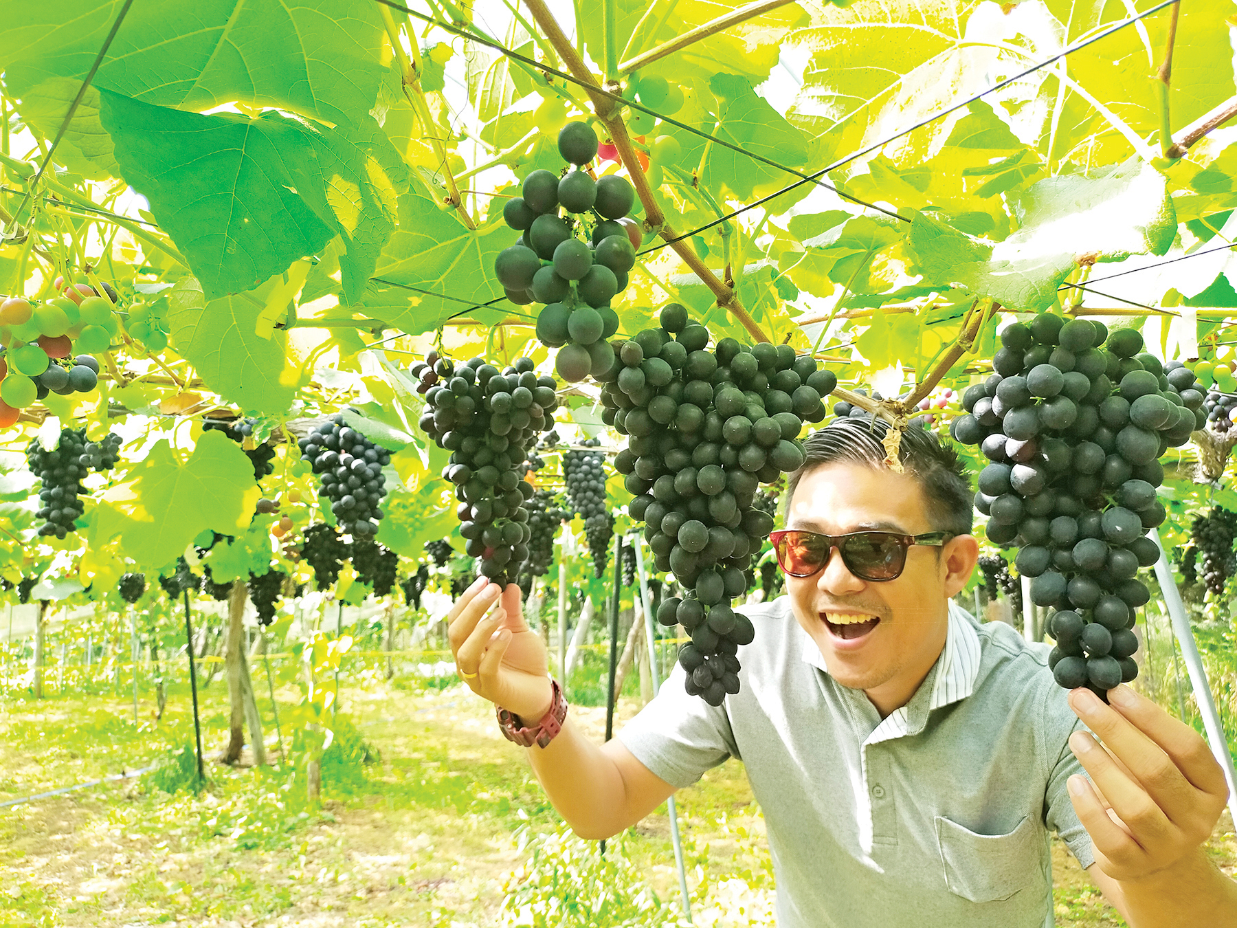 Mashike grape picking.jpg