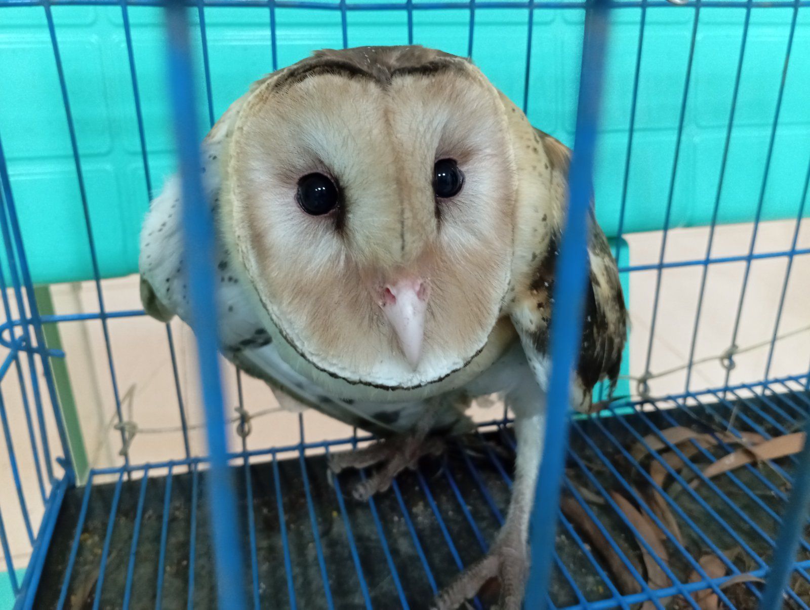 owl.jpg