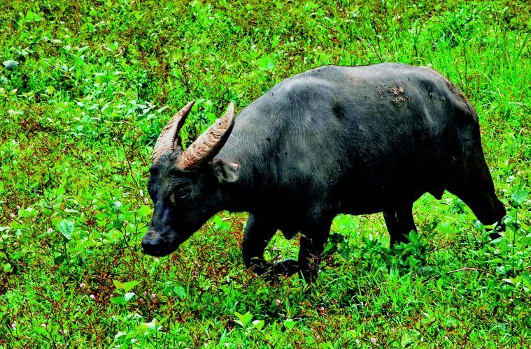 tamaraw1.jpg