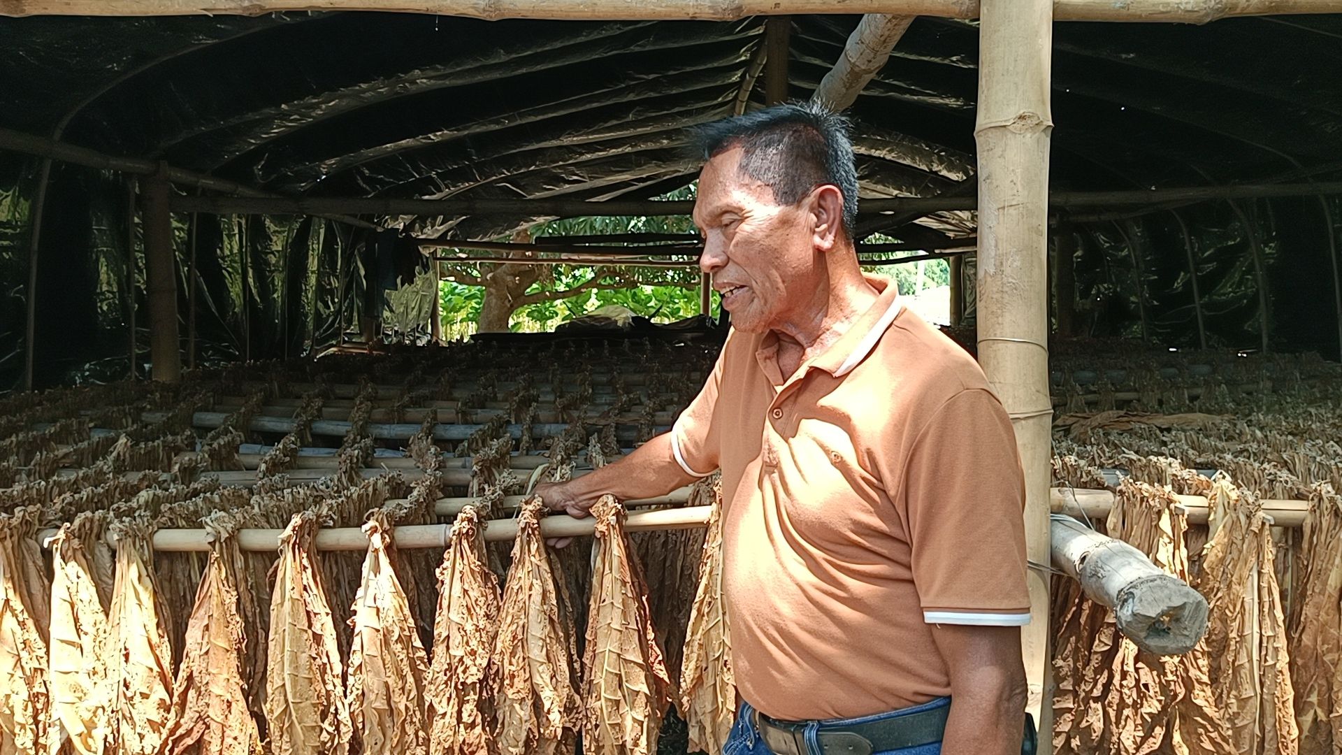 tobacco ilocos 10.jpg