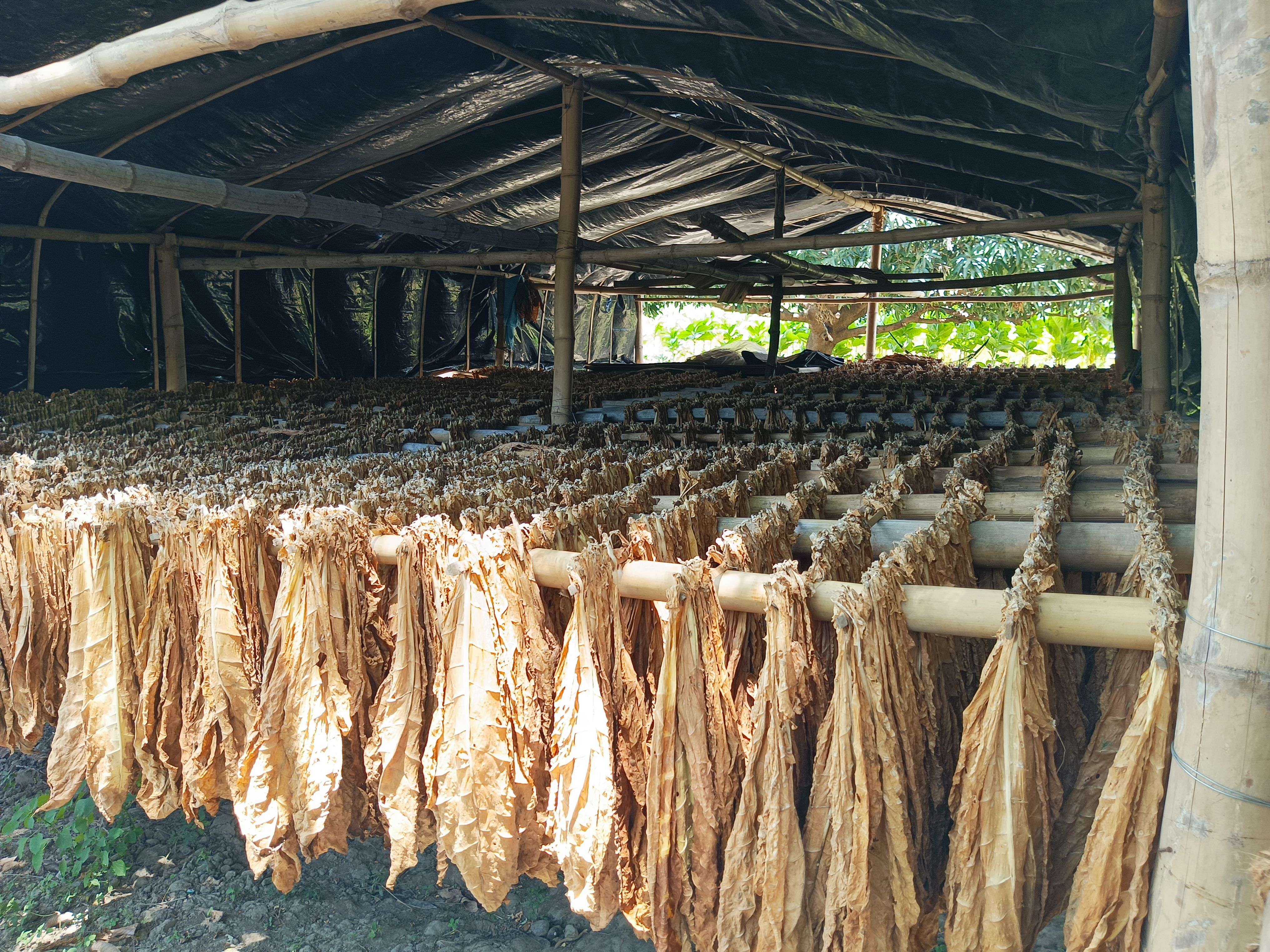 tobacco ilocos 11.jpg