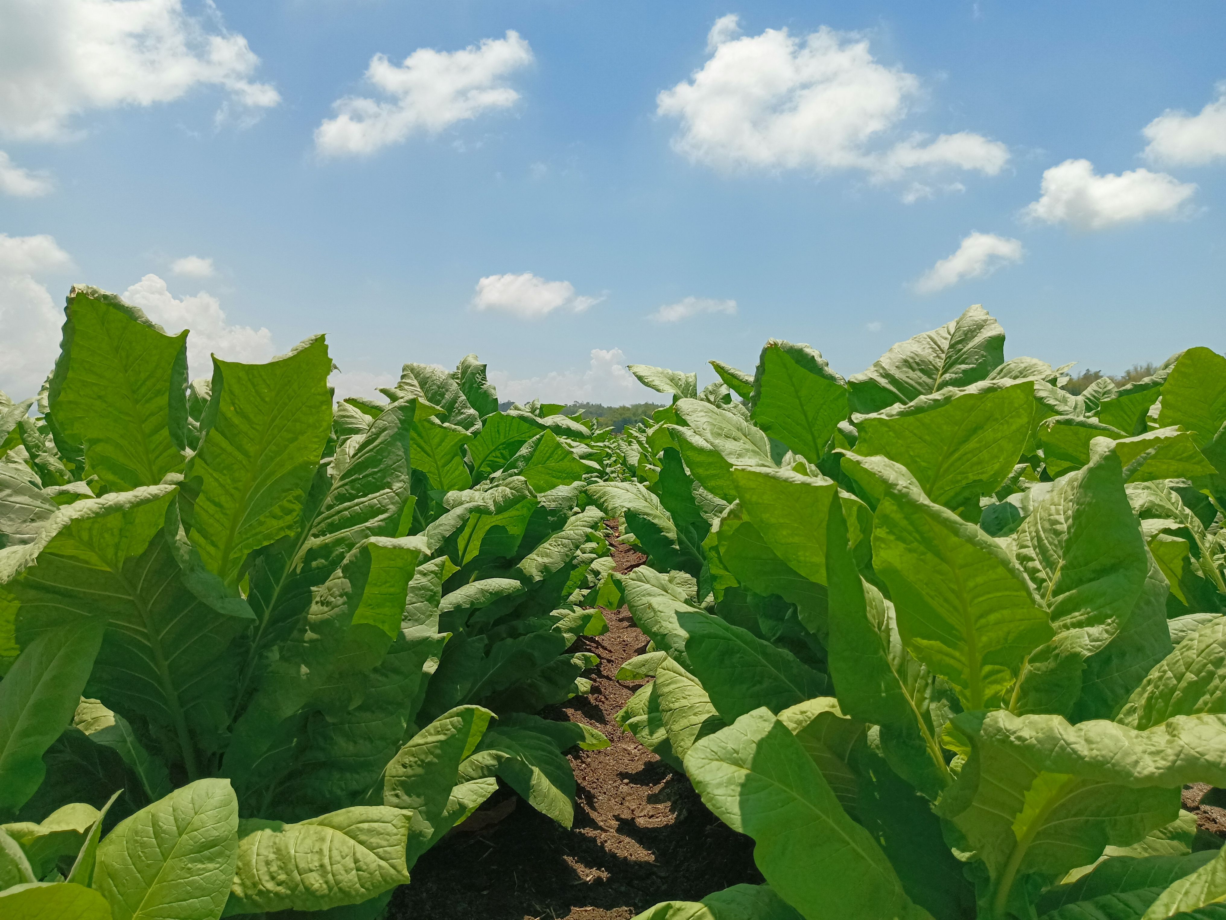 tobacco ilocos 1.jpg
