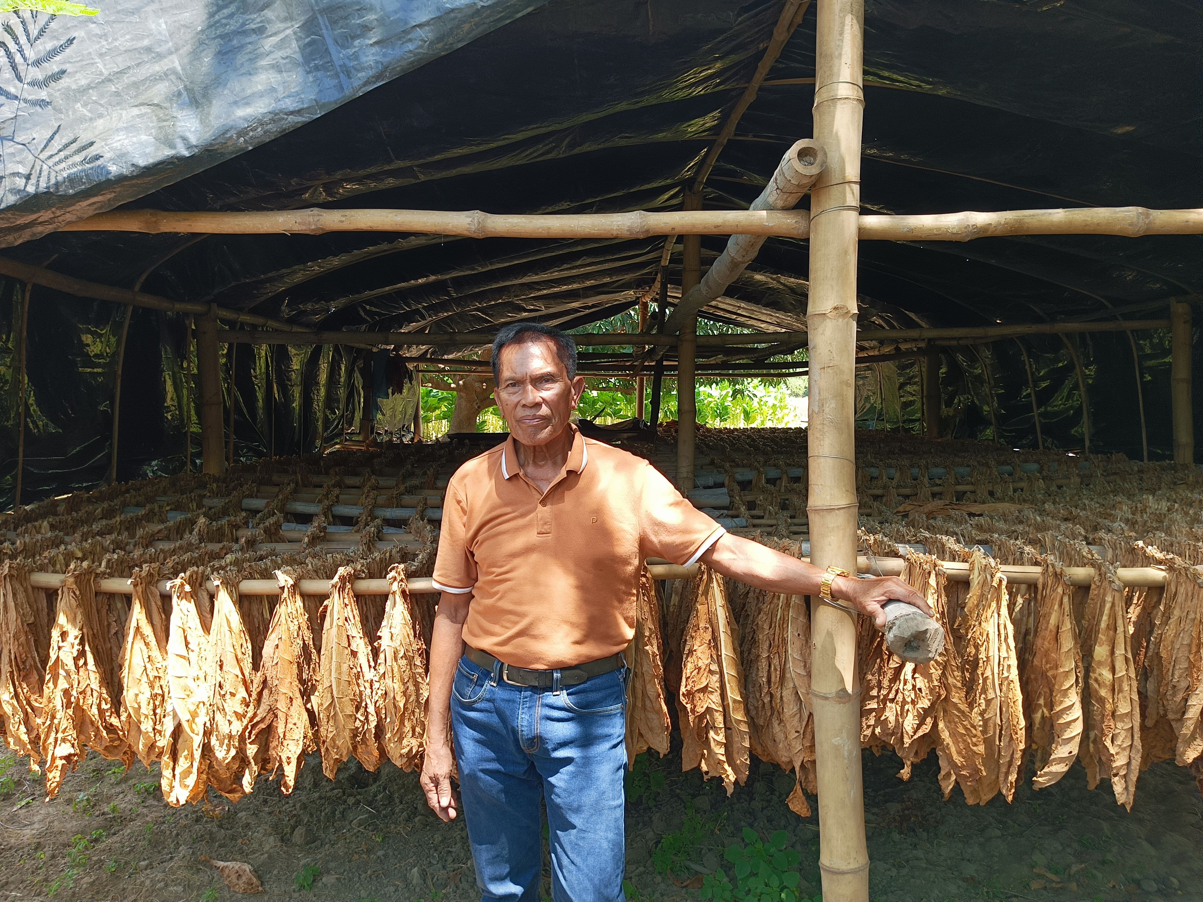 tobacco ilocos 9.jpg